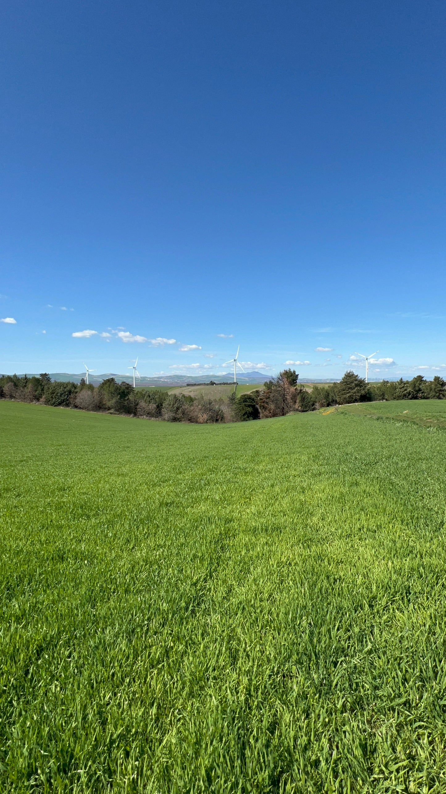 GRANO DURO INTEGRALE - Coltivato in Basilicata, Italia