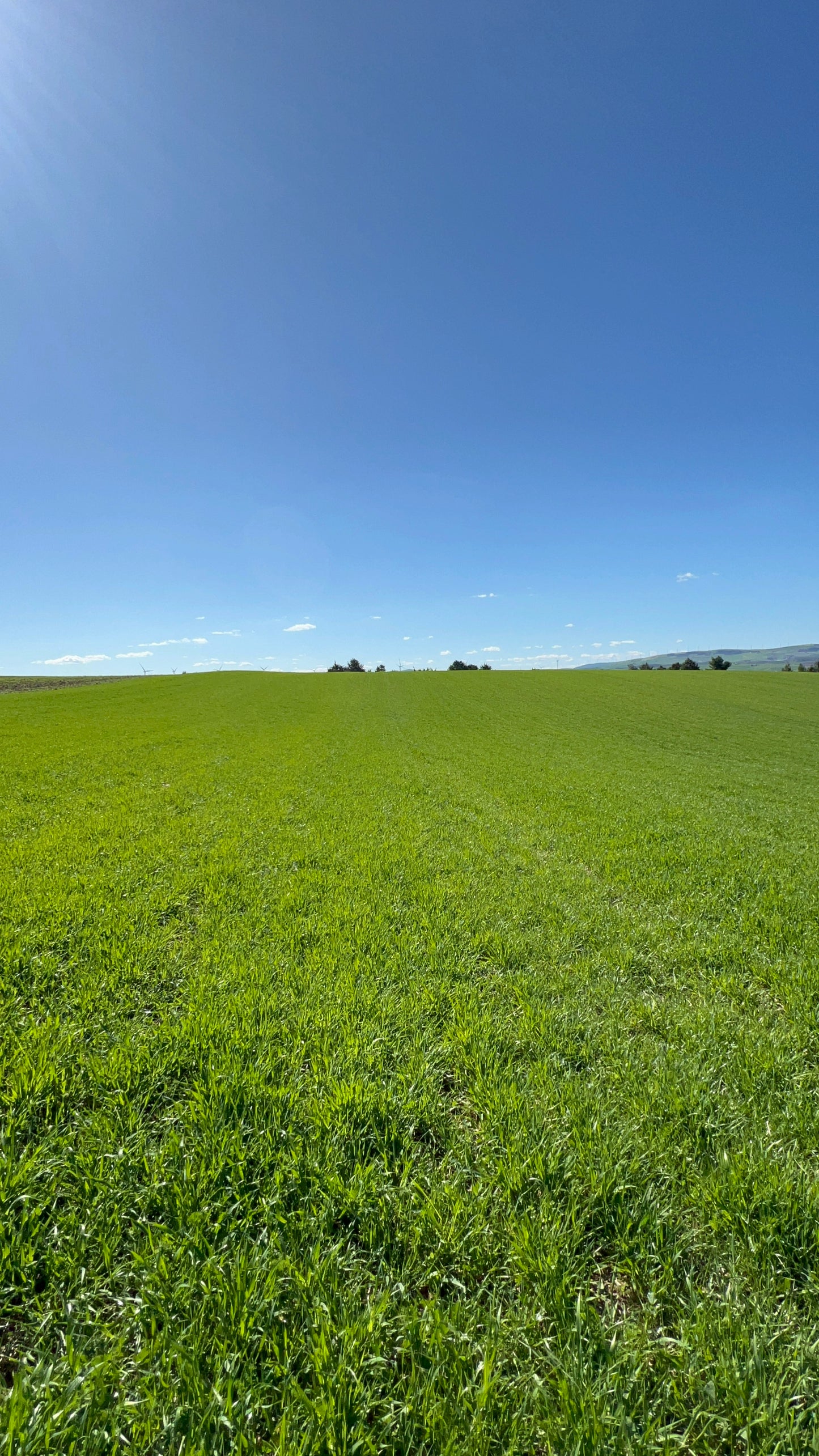 GRANO DURO INTEGRALE - Coltivato in Basilicata, Italia