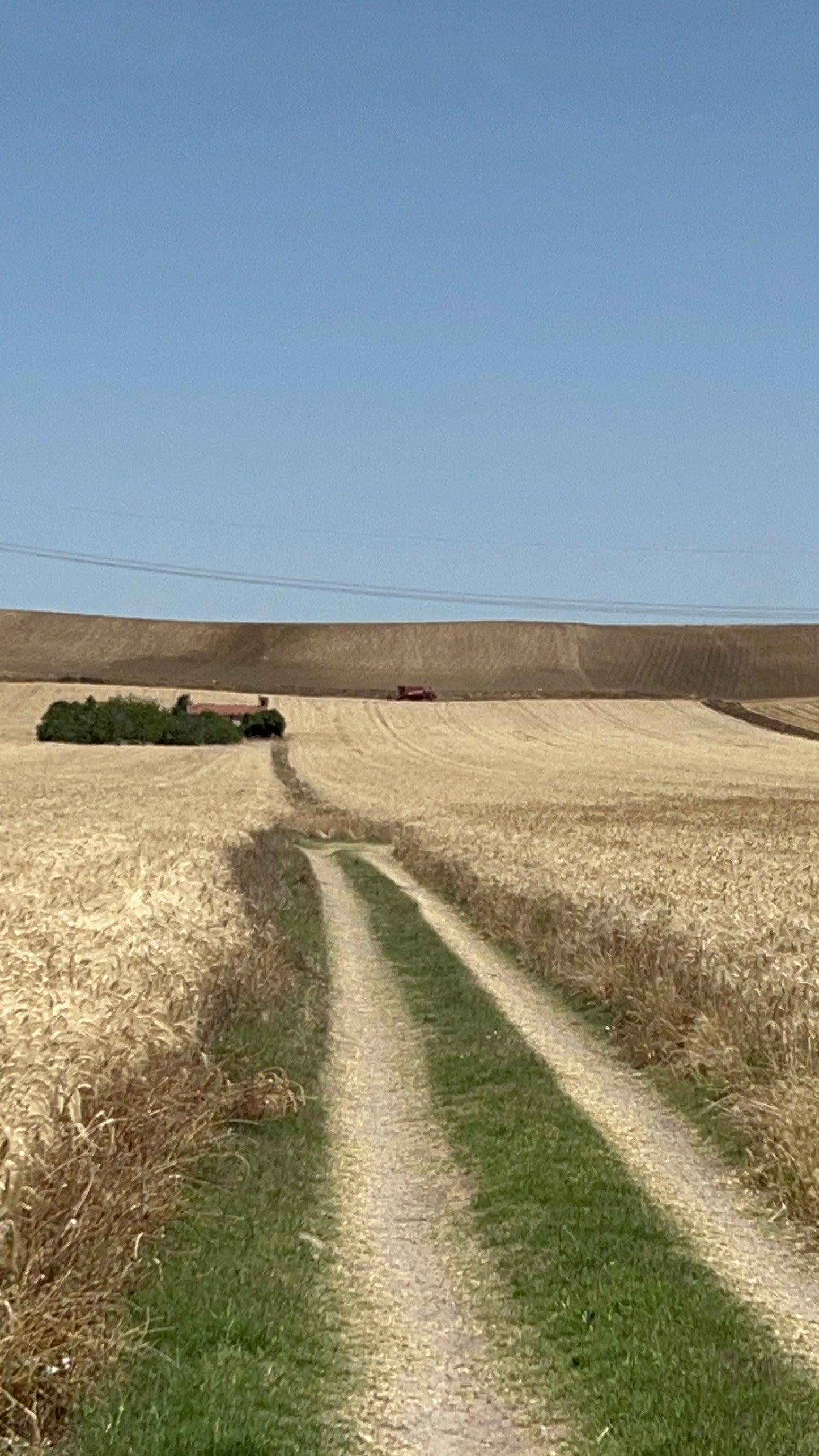 GRANO DURO INTEGRALE - Coltivato in Basilicata, Italia.