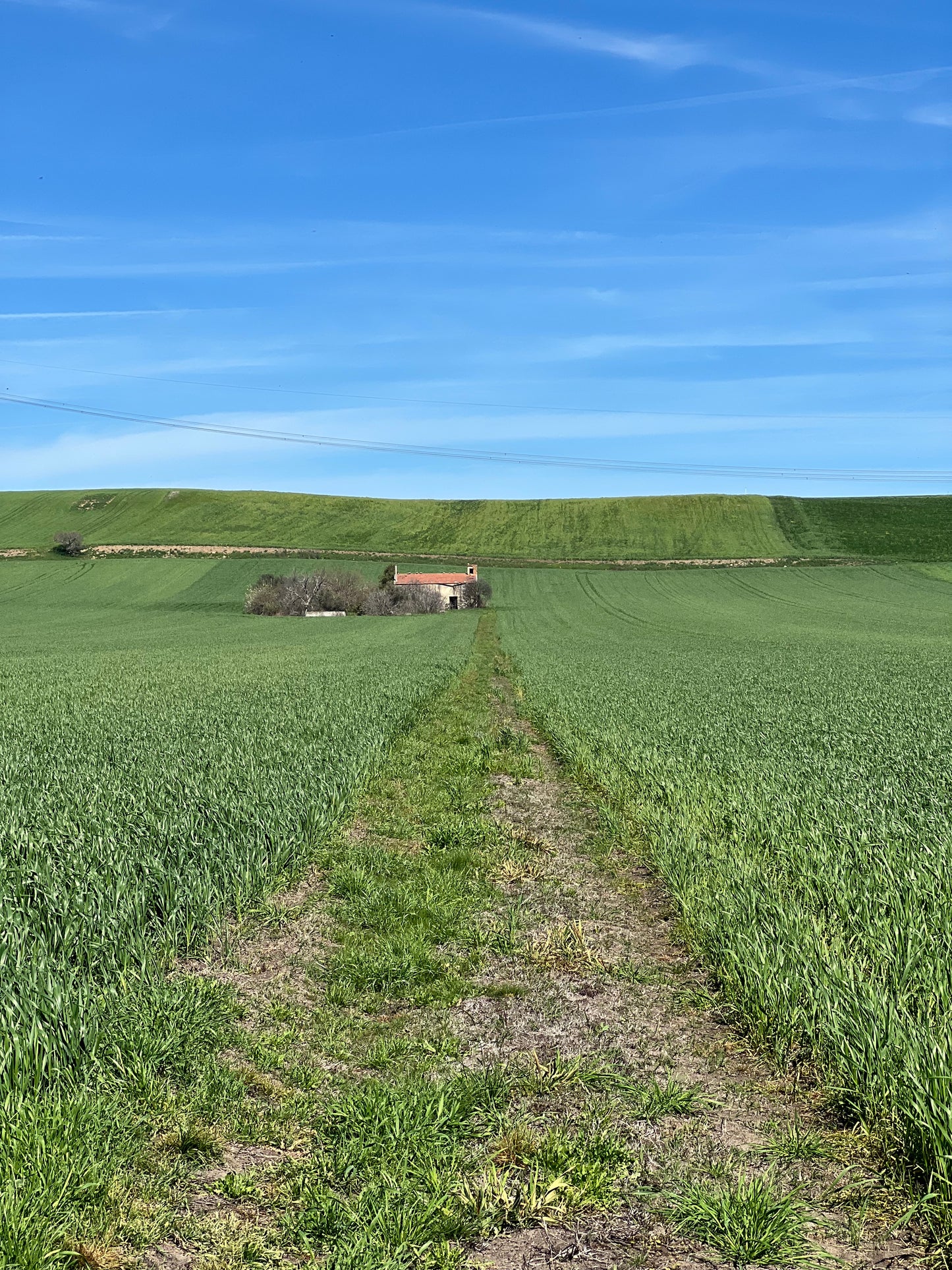 GRANO DURO INTEGRALE - Coltivato in Basilicata, Italia