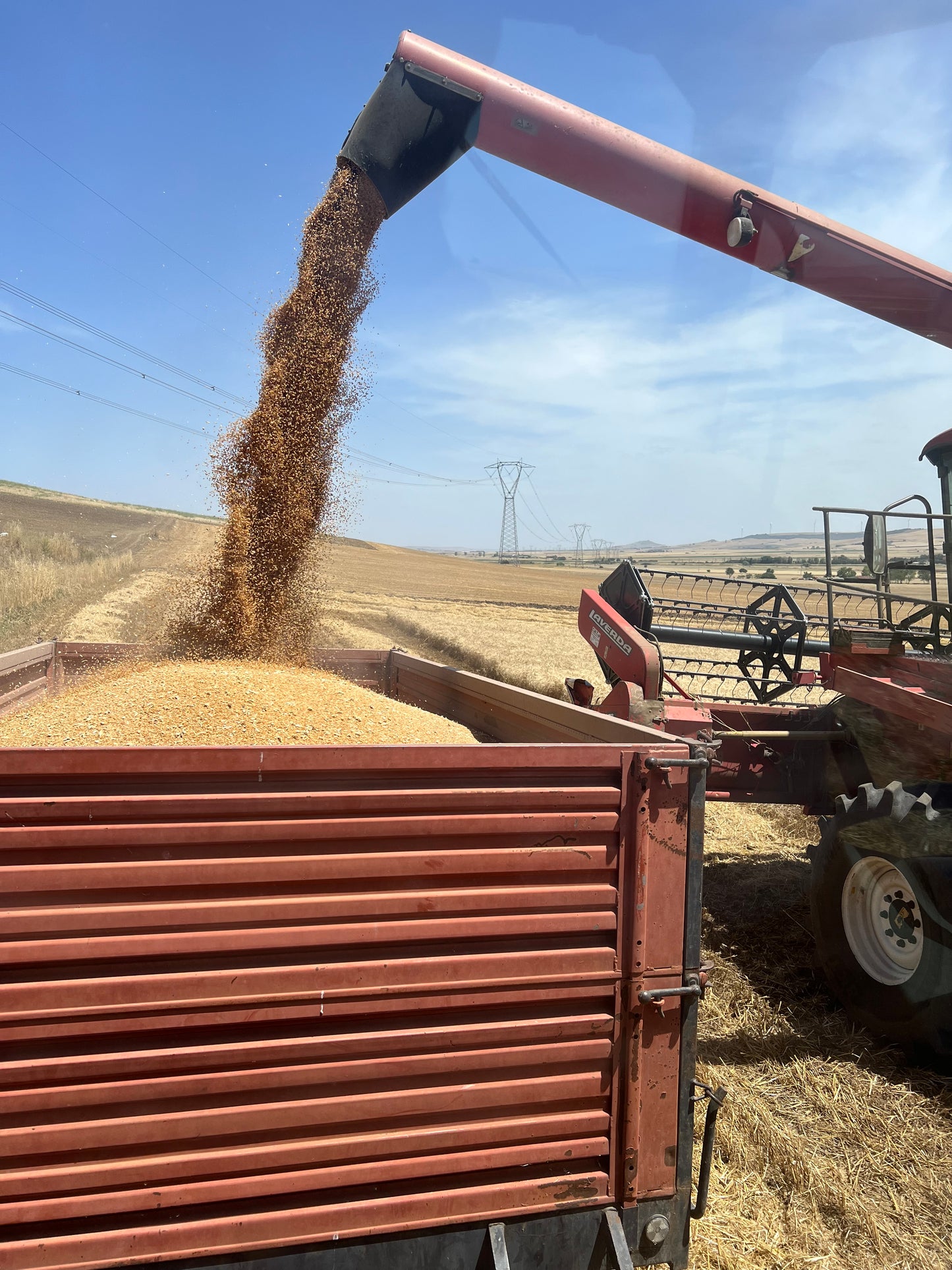 GRANO DURO INTEGRALE - Coltivato in Basilicata, Italia.