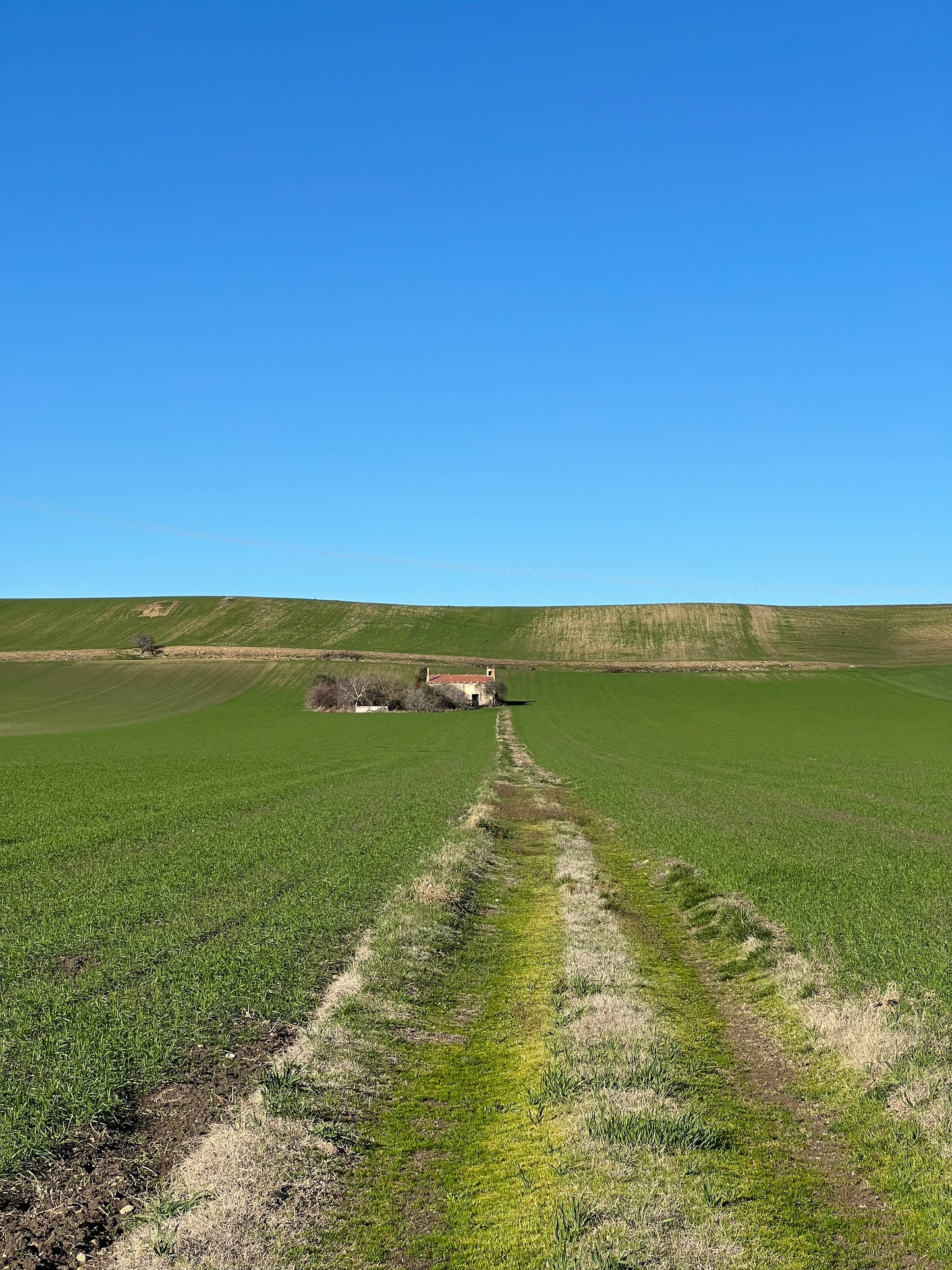 GRANO DURO INTEGRALE - Coltivato in Basilicata, Italia.