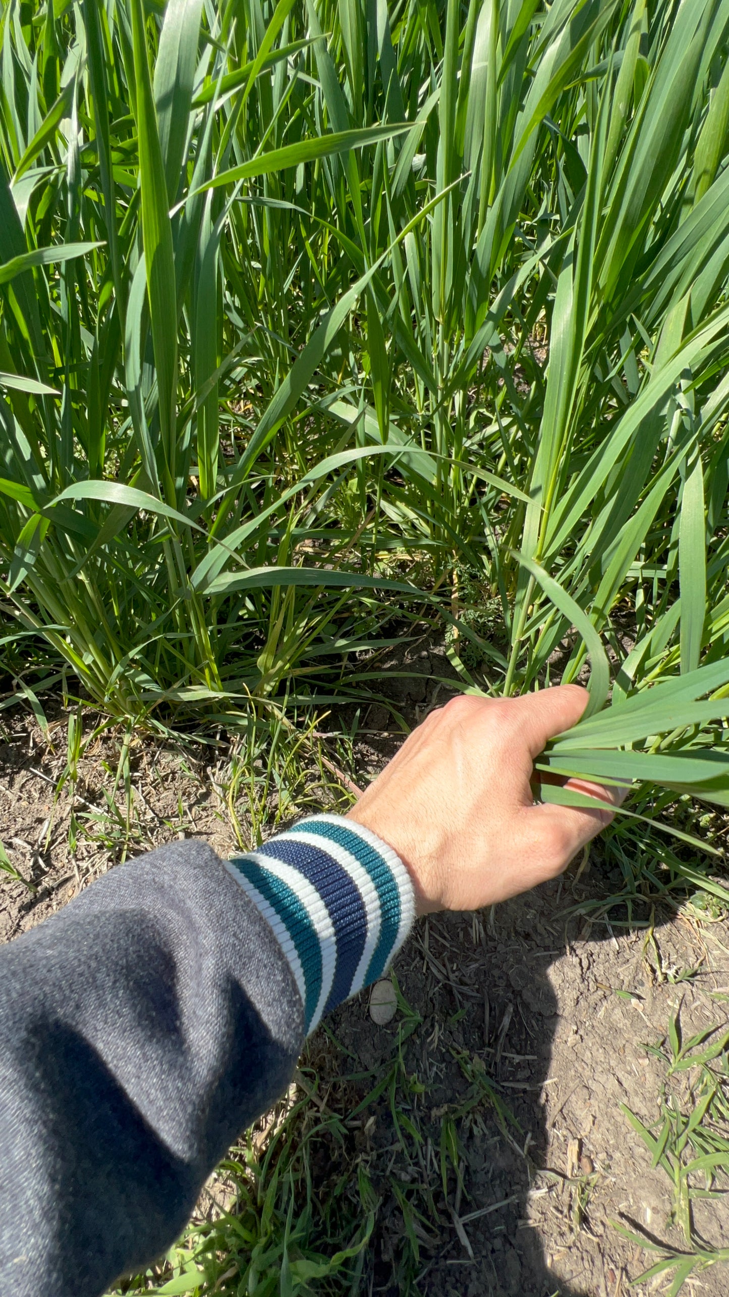 GRANO DURO INTEGRALE - Coltivato in Basilicata, Italia