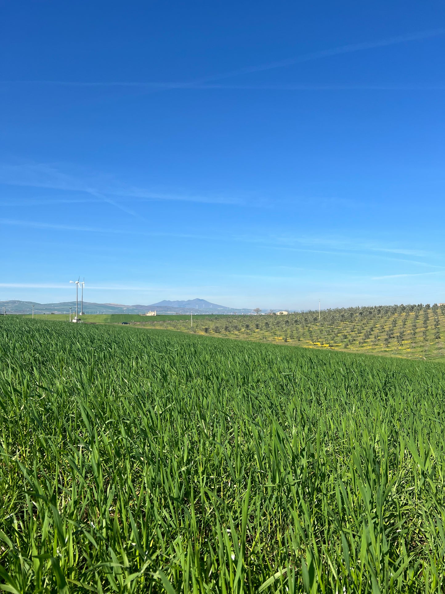GRANO DURO INTEGRALE - Coltivato in Basilicata, Italia