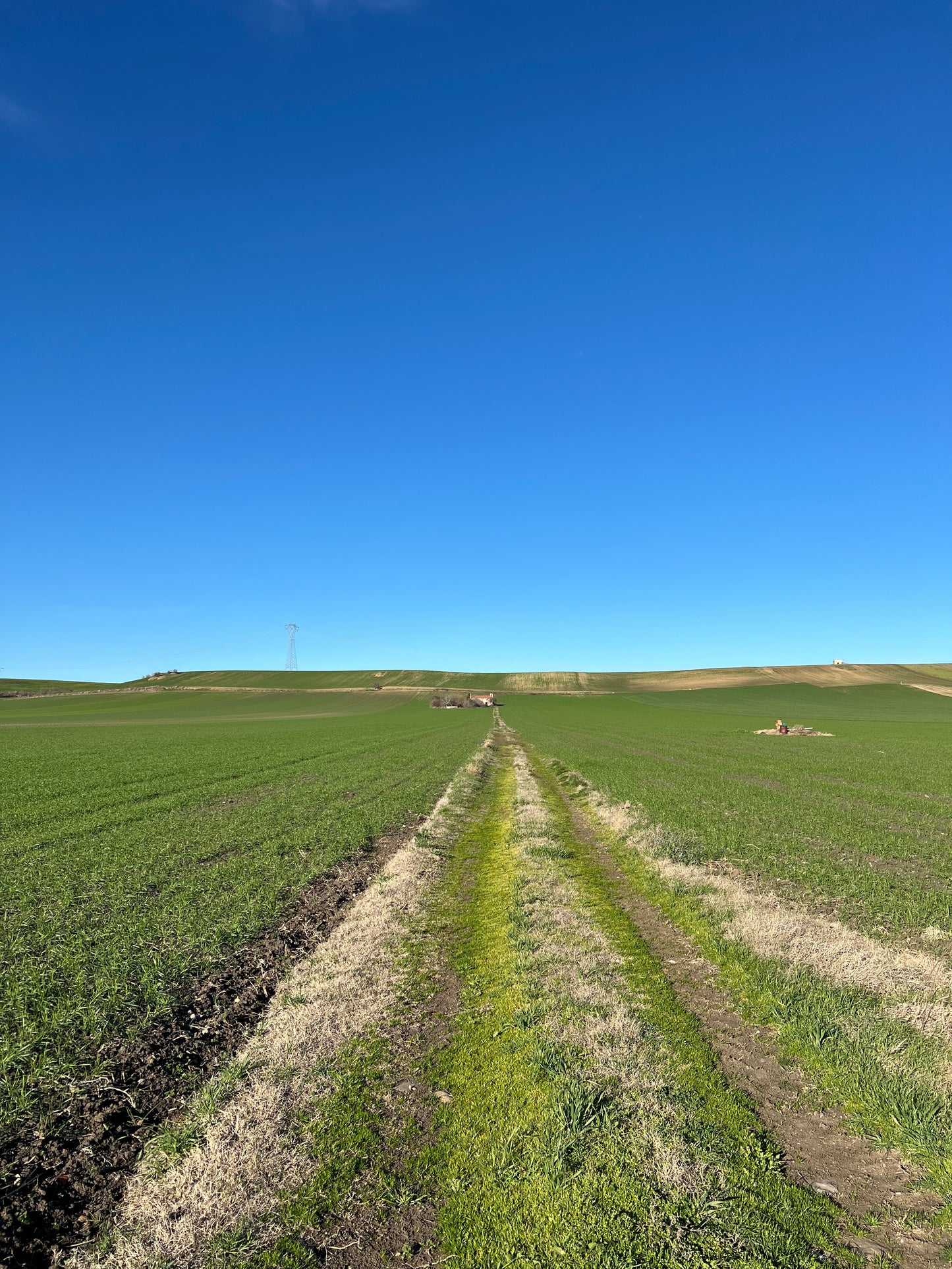 GRANO DURO INTEGRALE - Coltivato in Basilicata, Italia.