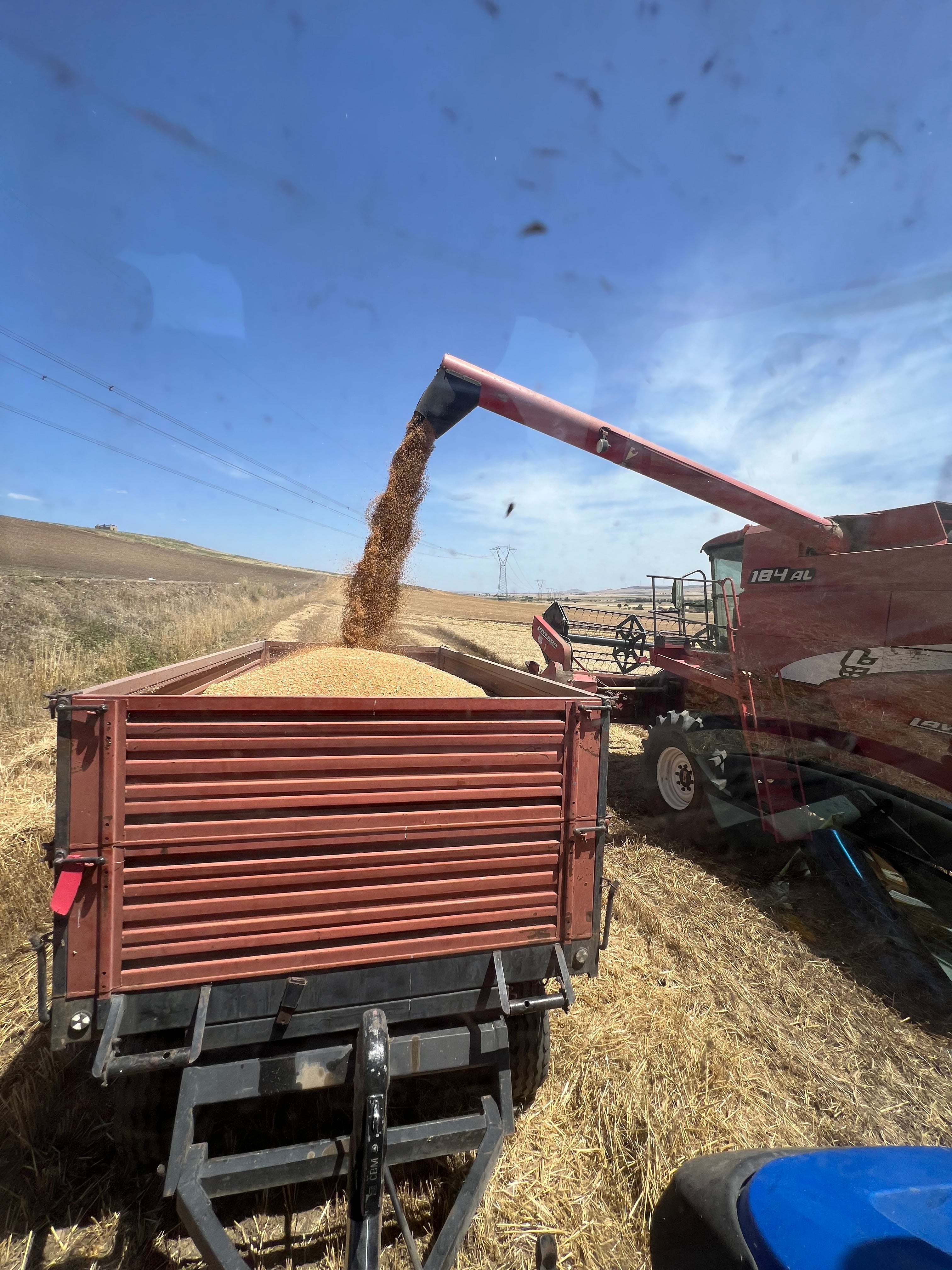 GRANO DURO INTEGRALE - Coltivato in Basilicata, Italia.
