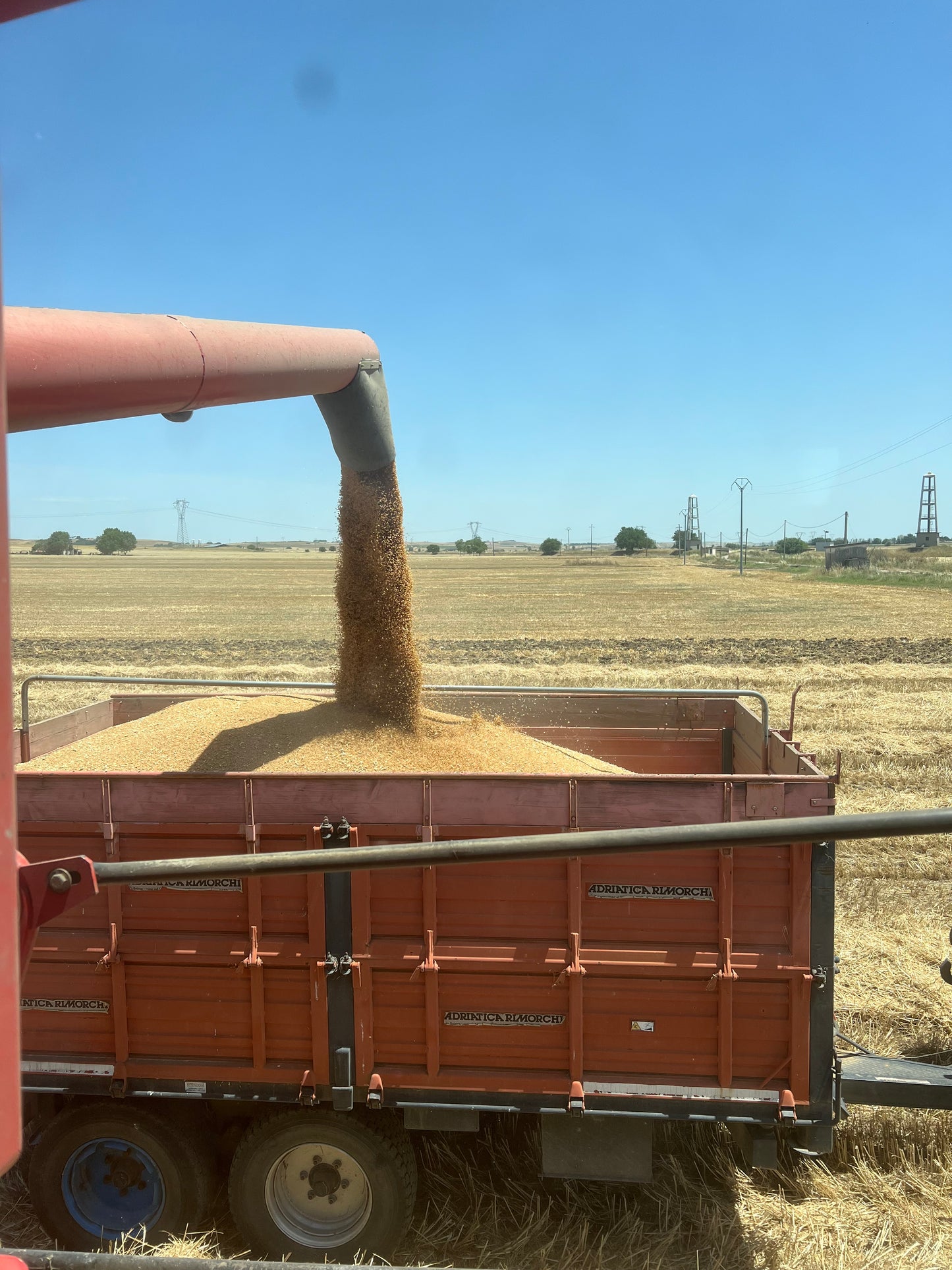 GRANO DURO INTEGRALE - Coltivato in Basilicata, Italia.