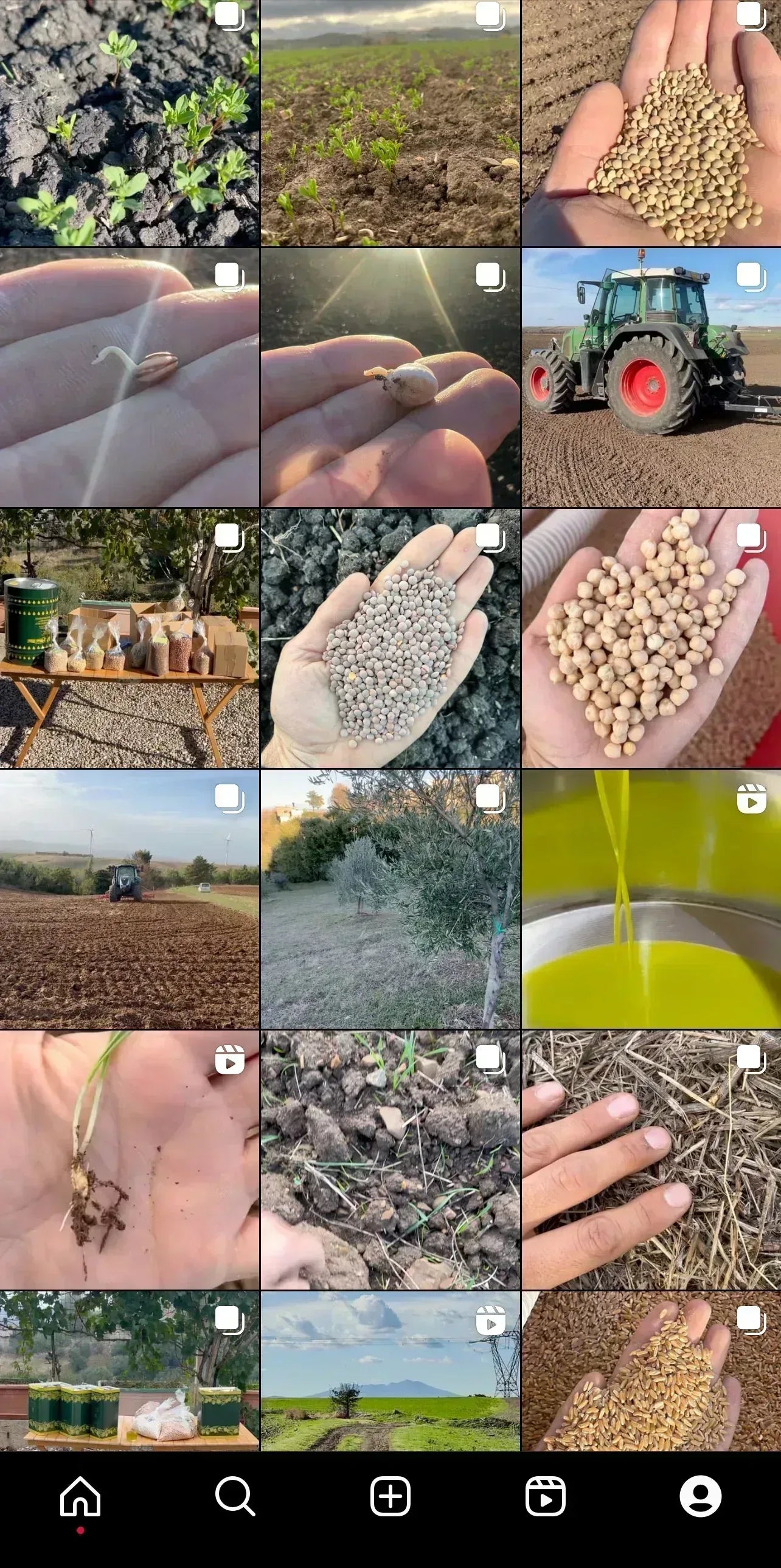 CICERCHIE - Coltivate in Basilicata, Italia - Legumi Lucani