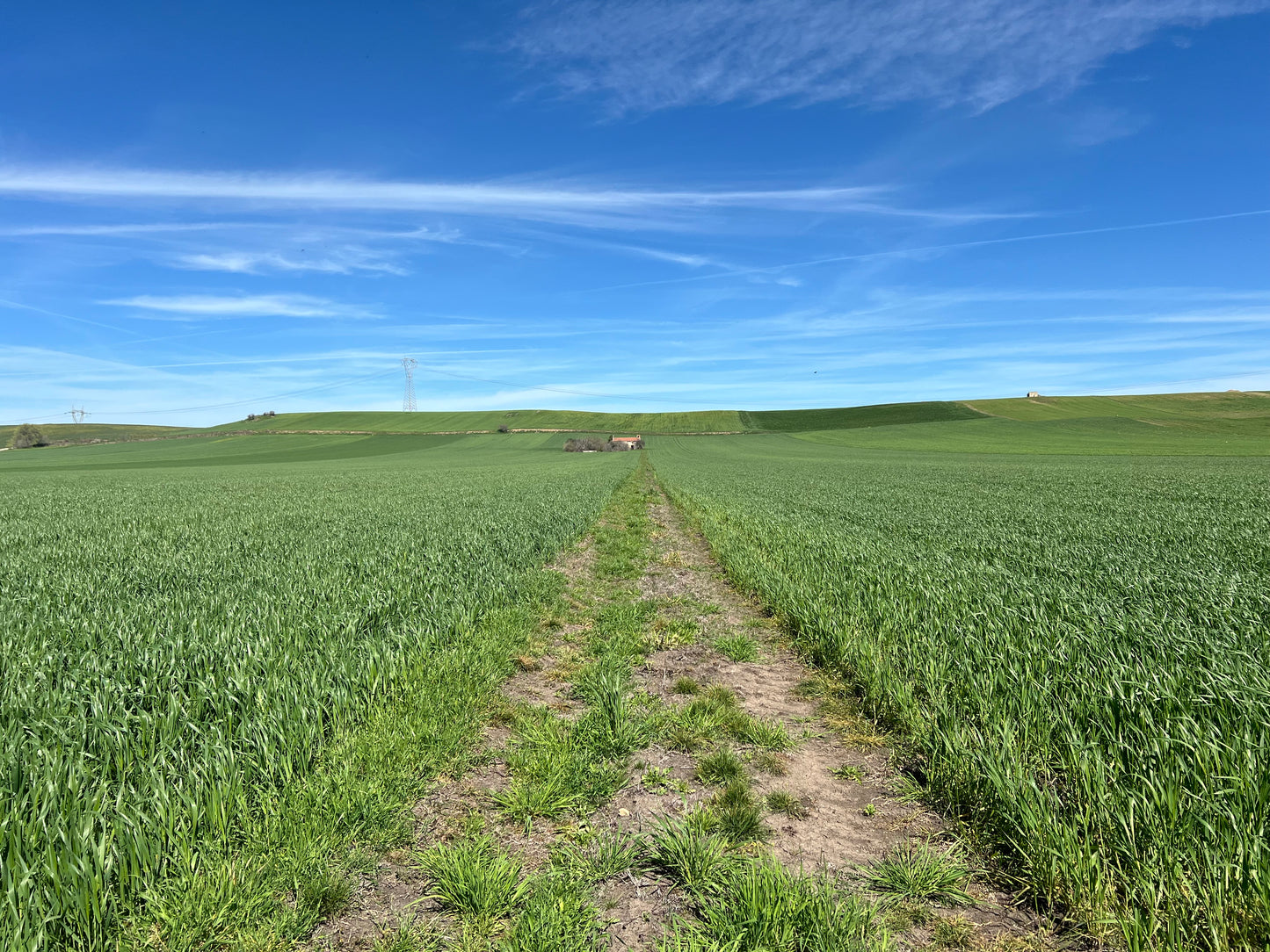 GRANO DURO INTEGRALE - Coltivato in Basilicata, Italia