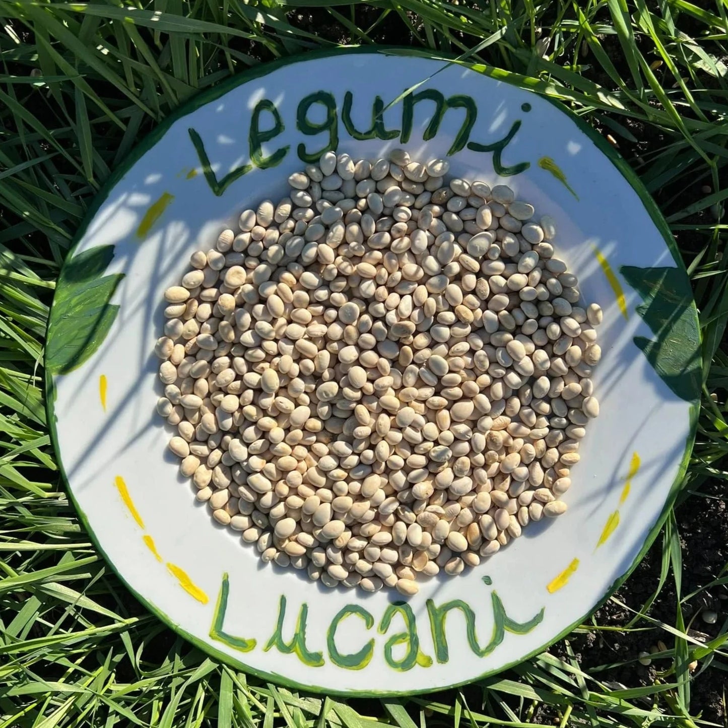 FAGIOLI TONDINI - Coltivati in Basilicata, Italia.