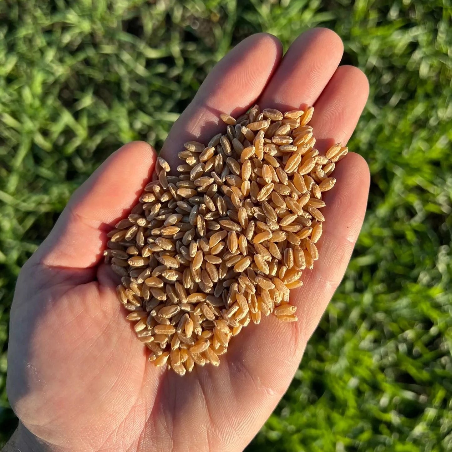 GRANO DURO INTEGRALE - Coltivato in Basilicata, Italia.