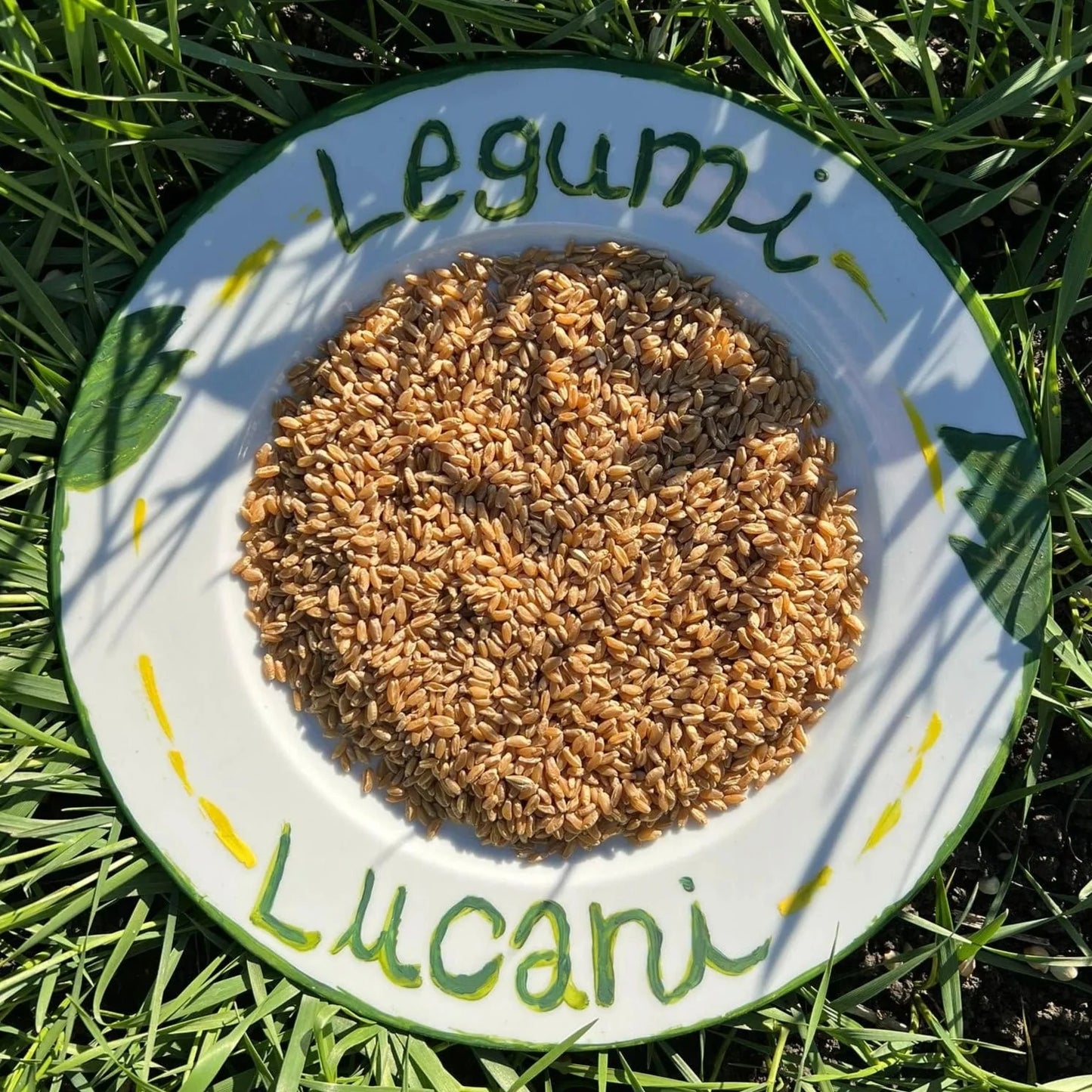 GRANO DURO INTEGRALE - Coltivato in Basilicata, Italia.