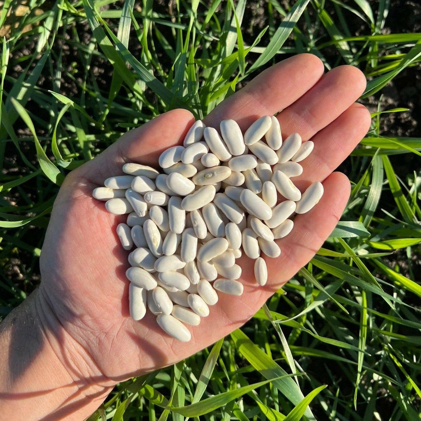 FAGIOLI CANNELLINI - Coltivati in Basilicata, Italia.