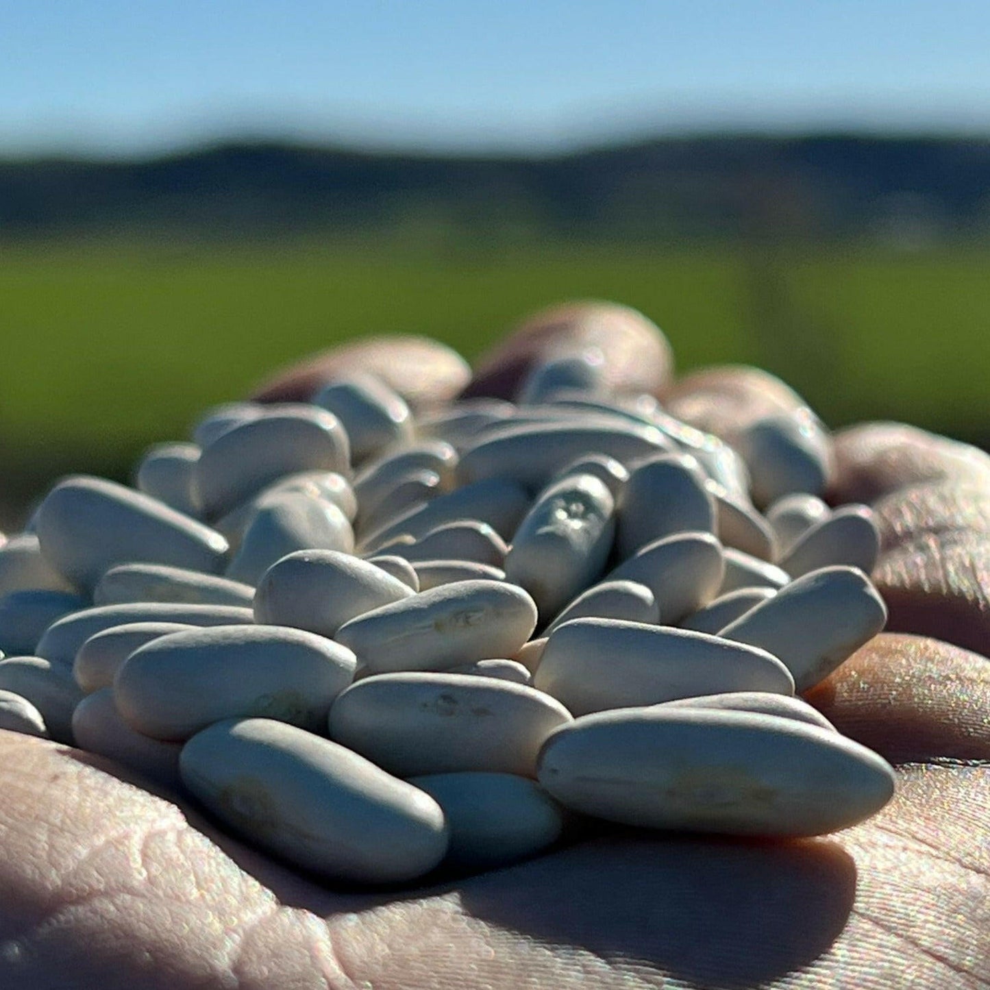 FAGIOLI CANNELLINI - Coltivati in Basilicata, Italia.