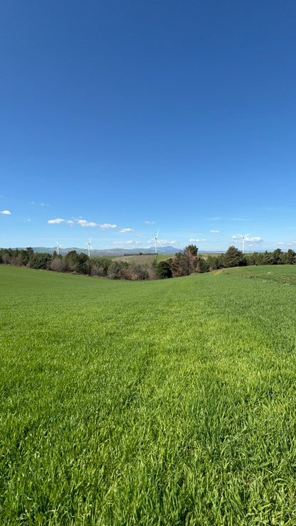 WHOLE DURUM WHEAT - Grown in Basilicata, Italy