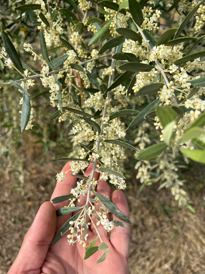 EXTRA VIRGIN OLIVE OIL - Grown in Basilicata, Italy