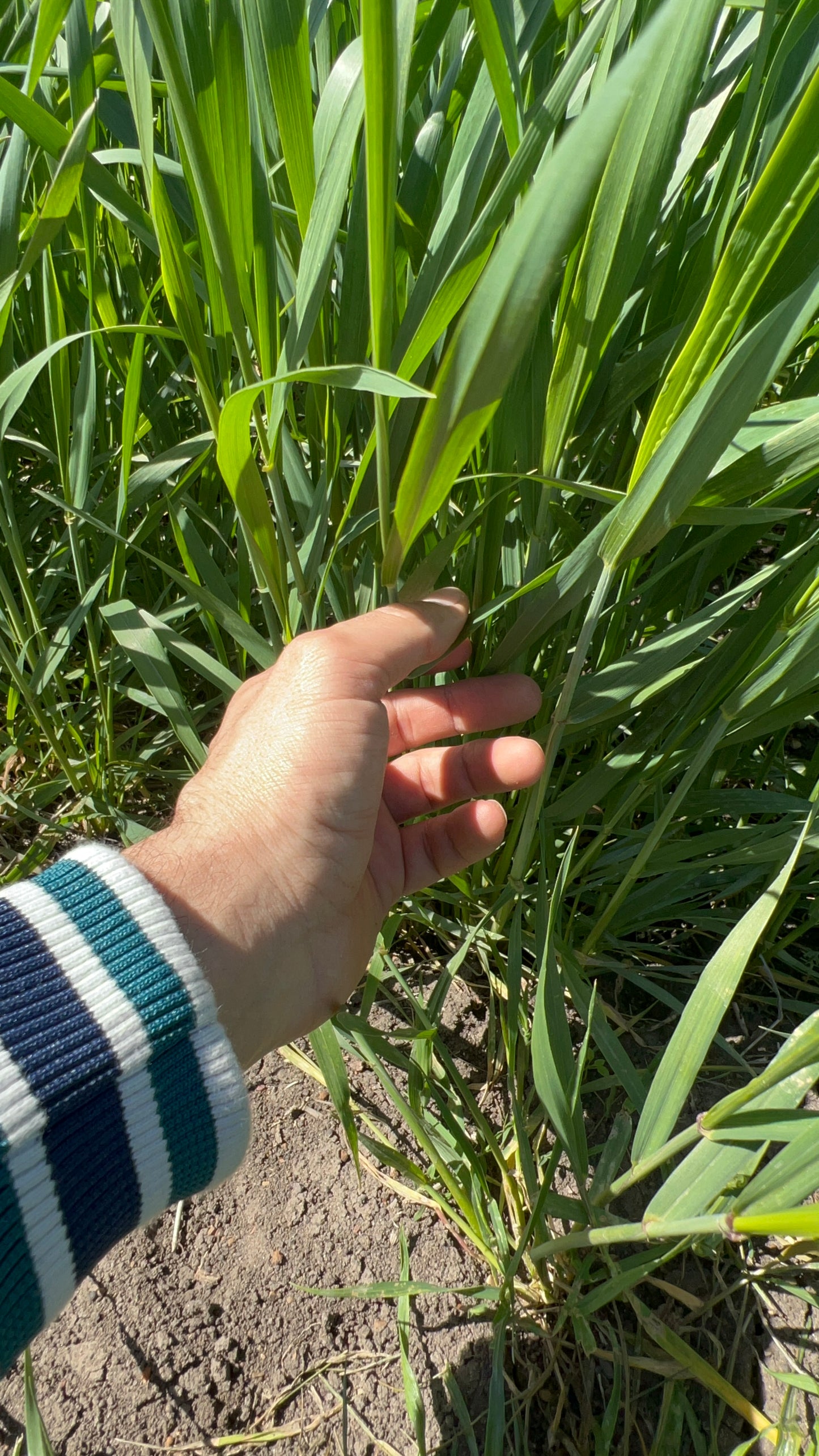 GRANO DURO INTEGRALE  - Coltivato in Basilicata, Italia