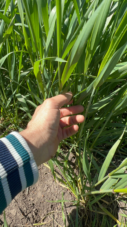 WHOLE DURUM WHEAT - Grown in Basilicata, Italy