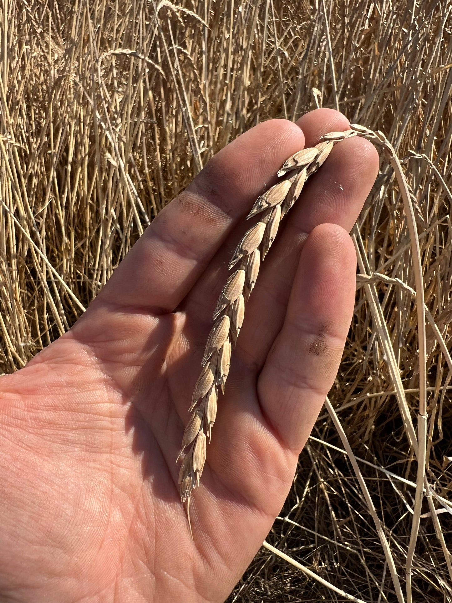 WHOLE SPELT - Grown in Basilicata, Italy