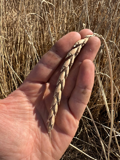 WHOLE SPELT - Grown in Basilicata, Italy