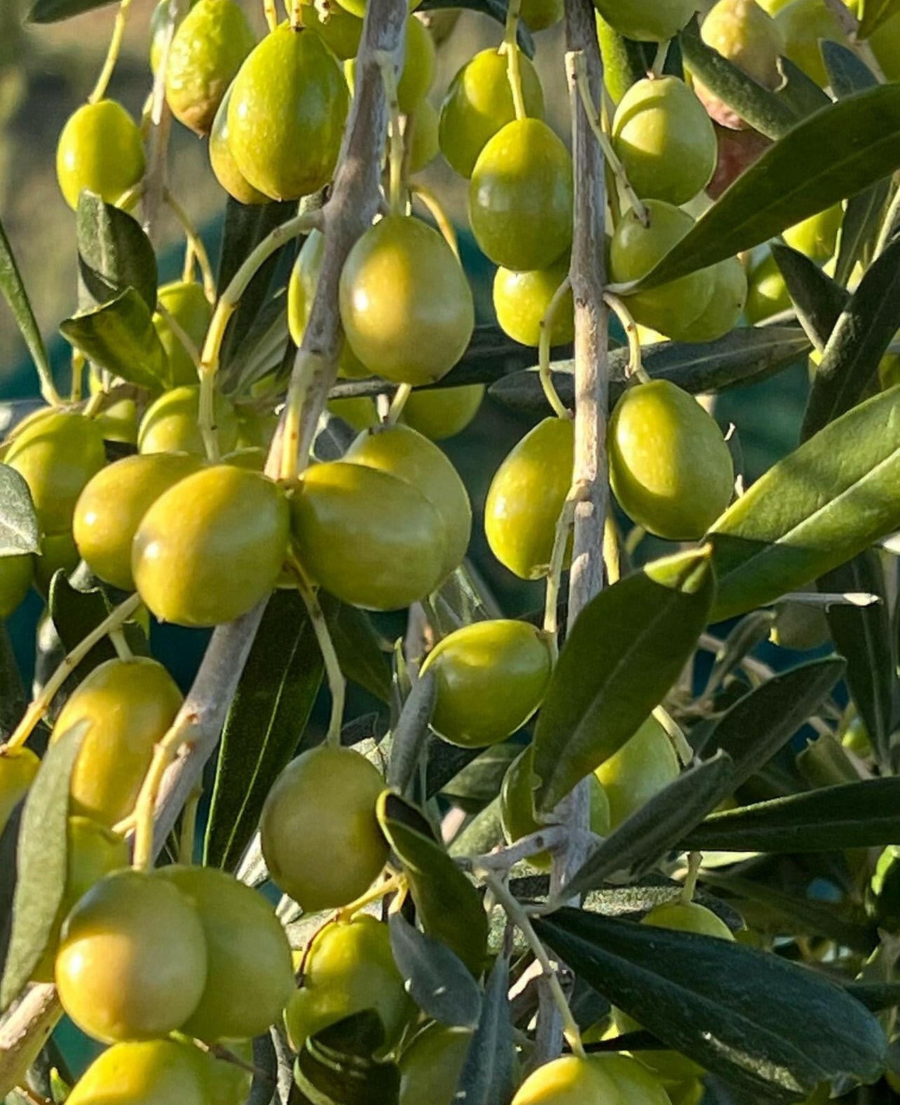 OLIO EXTRA VERGINE DI OLIVA - Coltivato in Basilicata, Italia.
