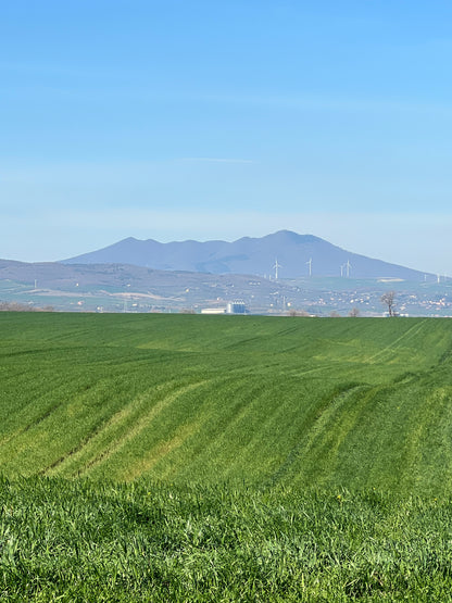 WHOLE DURUM WHEAT - Grown in Basilicata, Italy