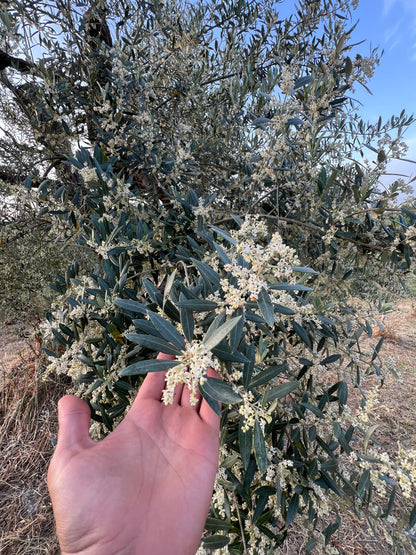 EXTRA VIRGIN OLIVE OIL - Grown in Basilicata, Italy