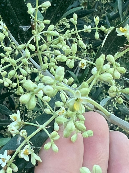 EXTRA VIRGIN OLIVE OIL - Grown in Basilicata, Italy