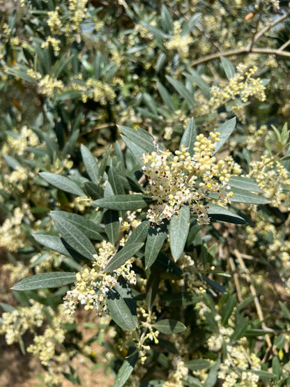 EXTRA VIRGIN OLIVE OIL - Grown in Basilicata, Italy