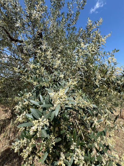 EXTRA VIRGIN OLIVE OIL - Grown in Basilicata, Italy