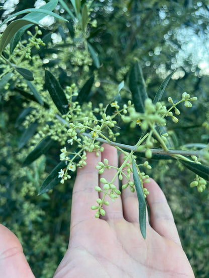 EXTRA VIRGIN OLIVE OIL - Grown in Basilicata, Italy