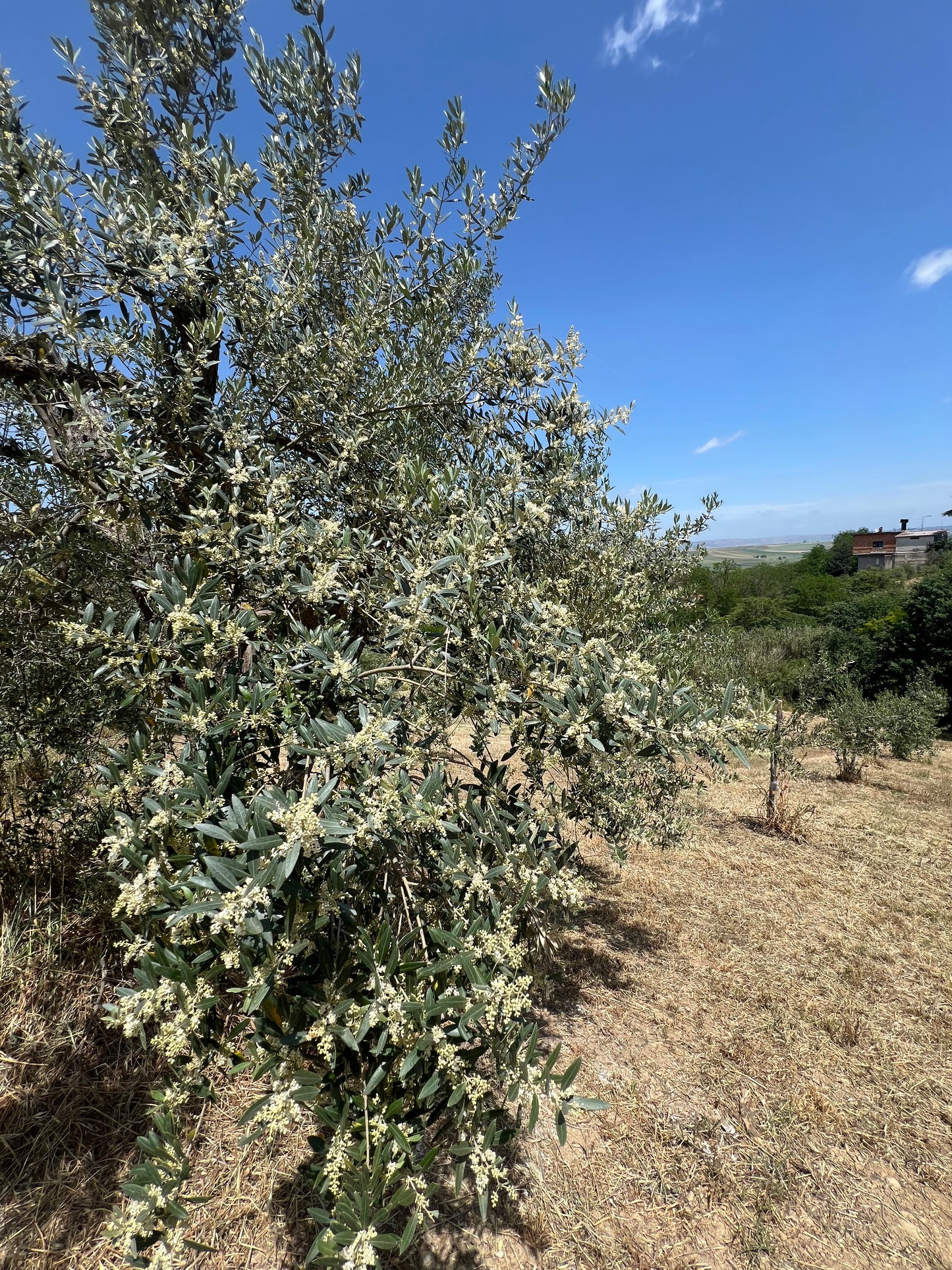 OLIO EXTRA VERGINE DI OLIVA - Coltivato in Basilicata, Italia
