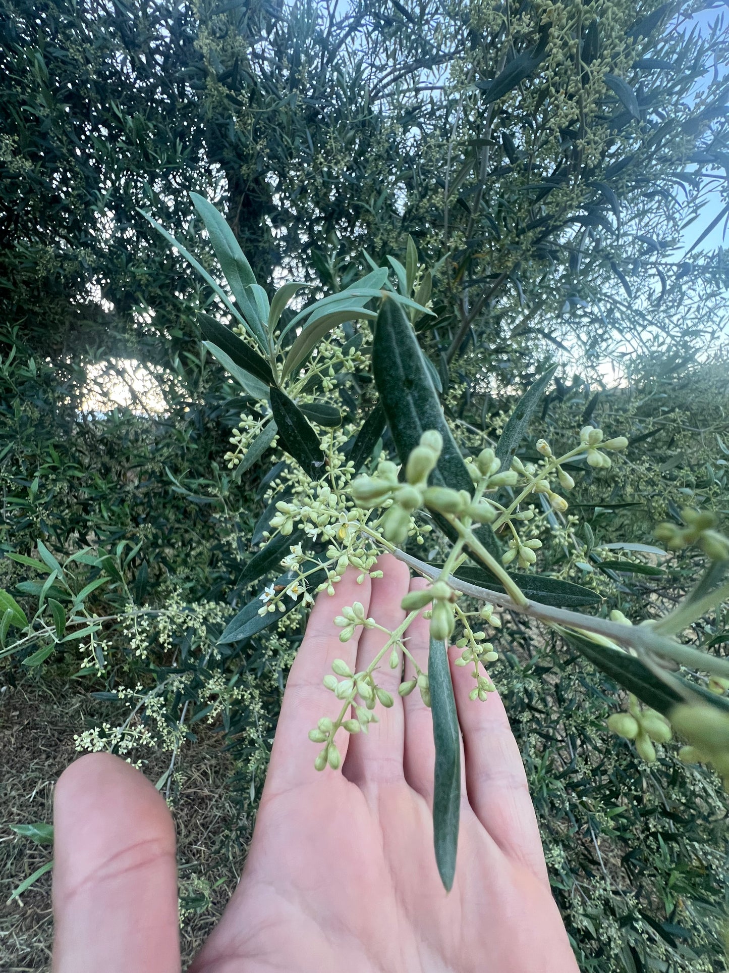 OLIO EXTRA VERGINE DI OLIVA - Coltivato in Basilicata, Italia