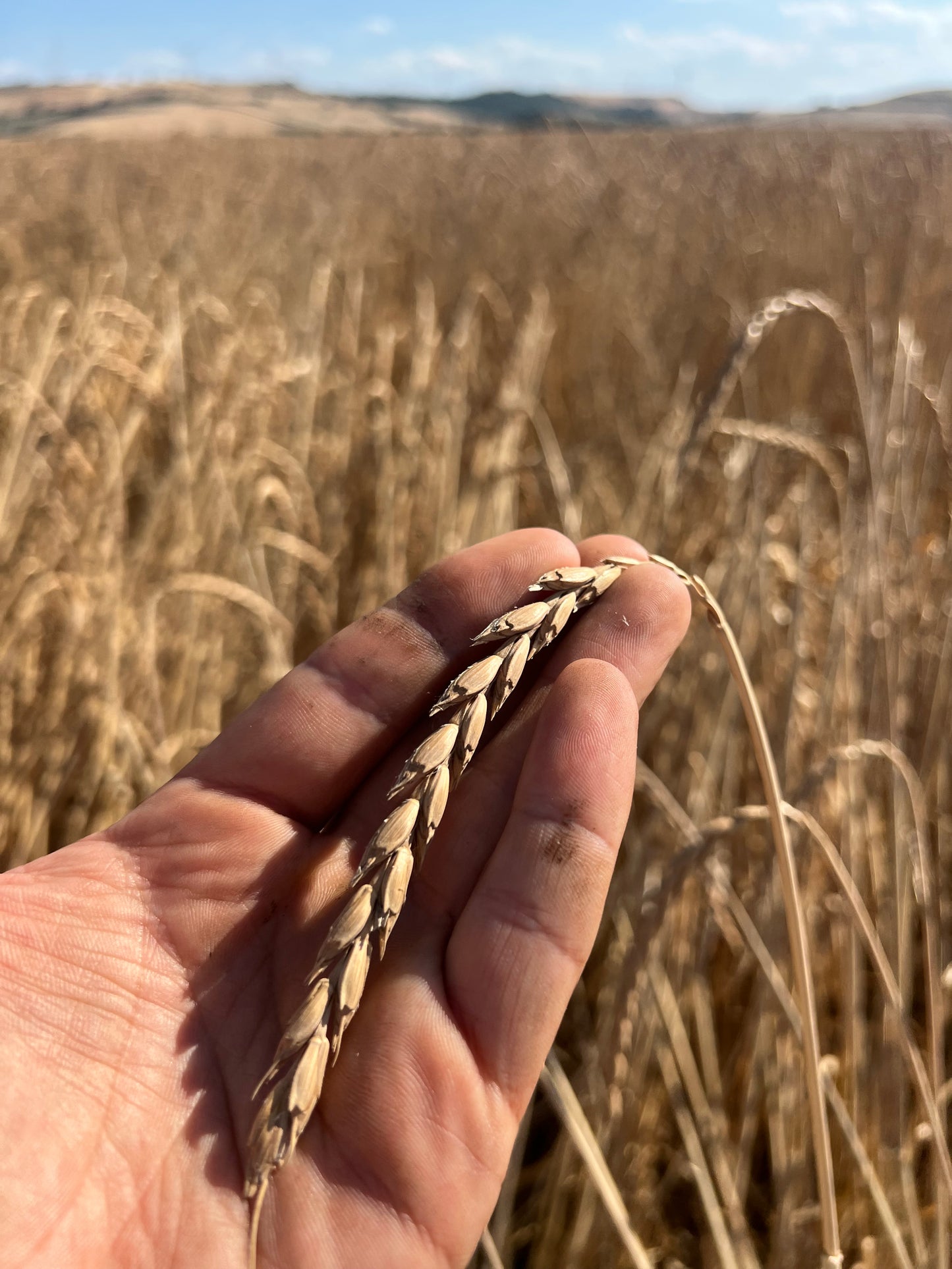 WHOLE SPELT - Grown in Basilicata, Italy