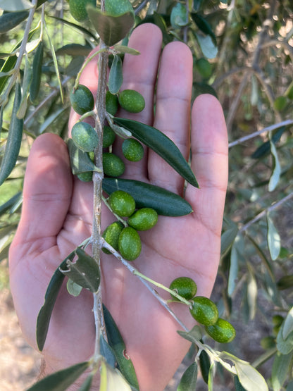 EXTRA VIRGIN OLIVE OIL - Grown in Basilicata, Italy