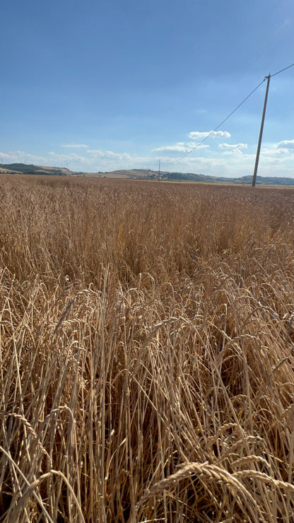 WHOLE SPELT - Grown in Basilicata, Italy