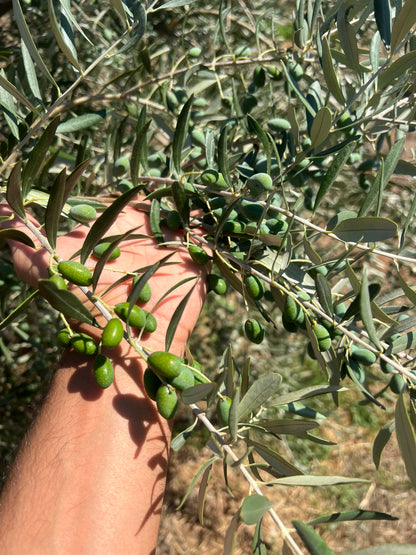 EXTRA VIRGIN OLIVE OIL - Grown in Basilicata, Italy