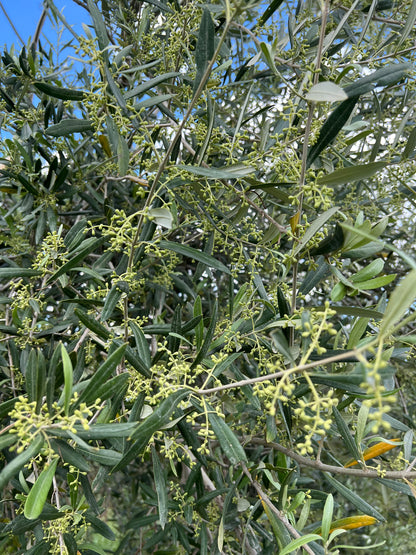 EXTRA VIRGIN OLIVE OIL - Grown in Basilicata, Italy