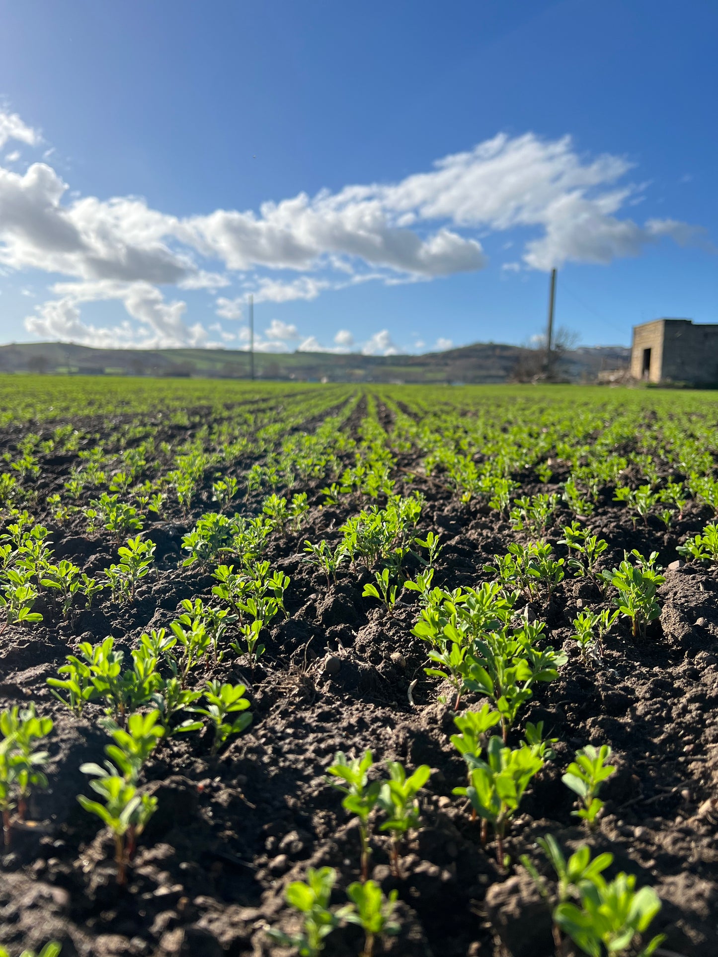 RED LENTILS (small) - Grown in Basilicata, Italy