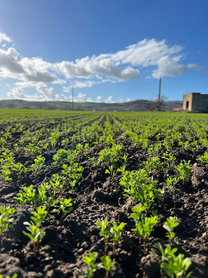 RED LENTILS (small) - Grown in Basilicata, Italy