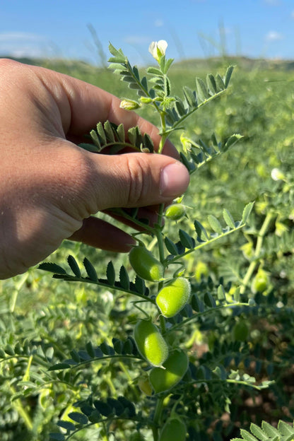 CECI (grandi)  - Coltivati in Basilicata, Italia.