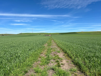 WHOLE DURUM WHEAT - Grown in Basilicata, Italy