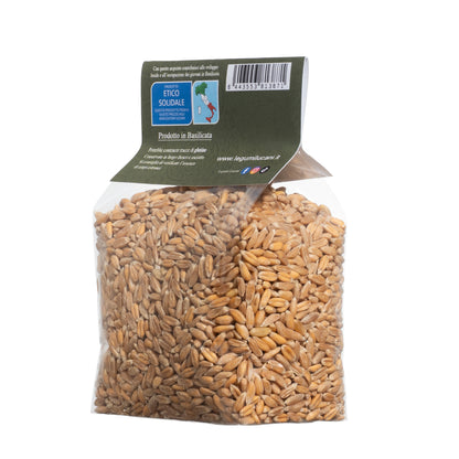 WHOLE SPELT - Grown in Basilicata, Italy