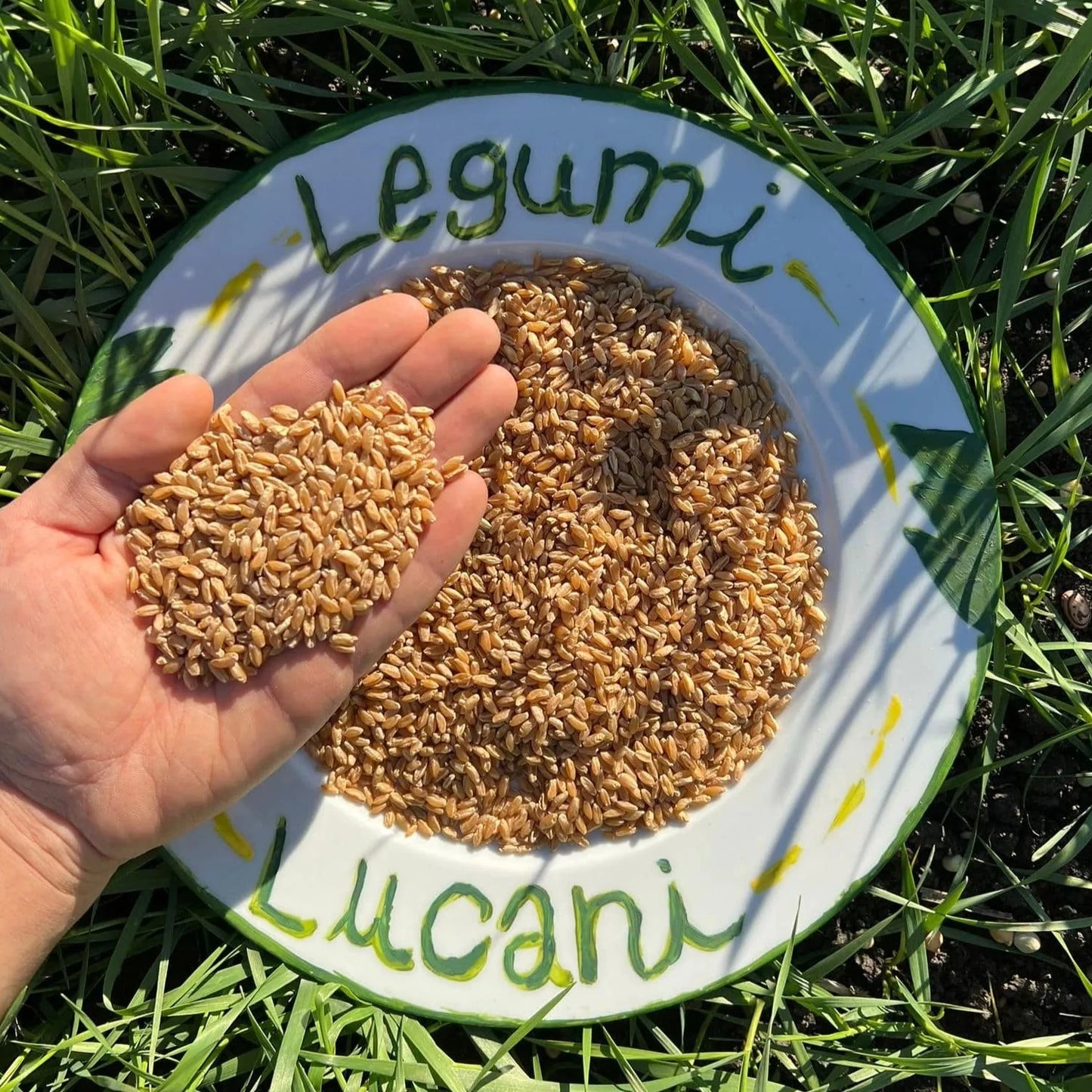 GRANO DURO INTEGRALE  - Coltivato in Basilicata, Italia