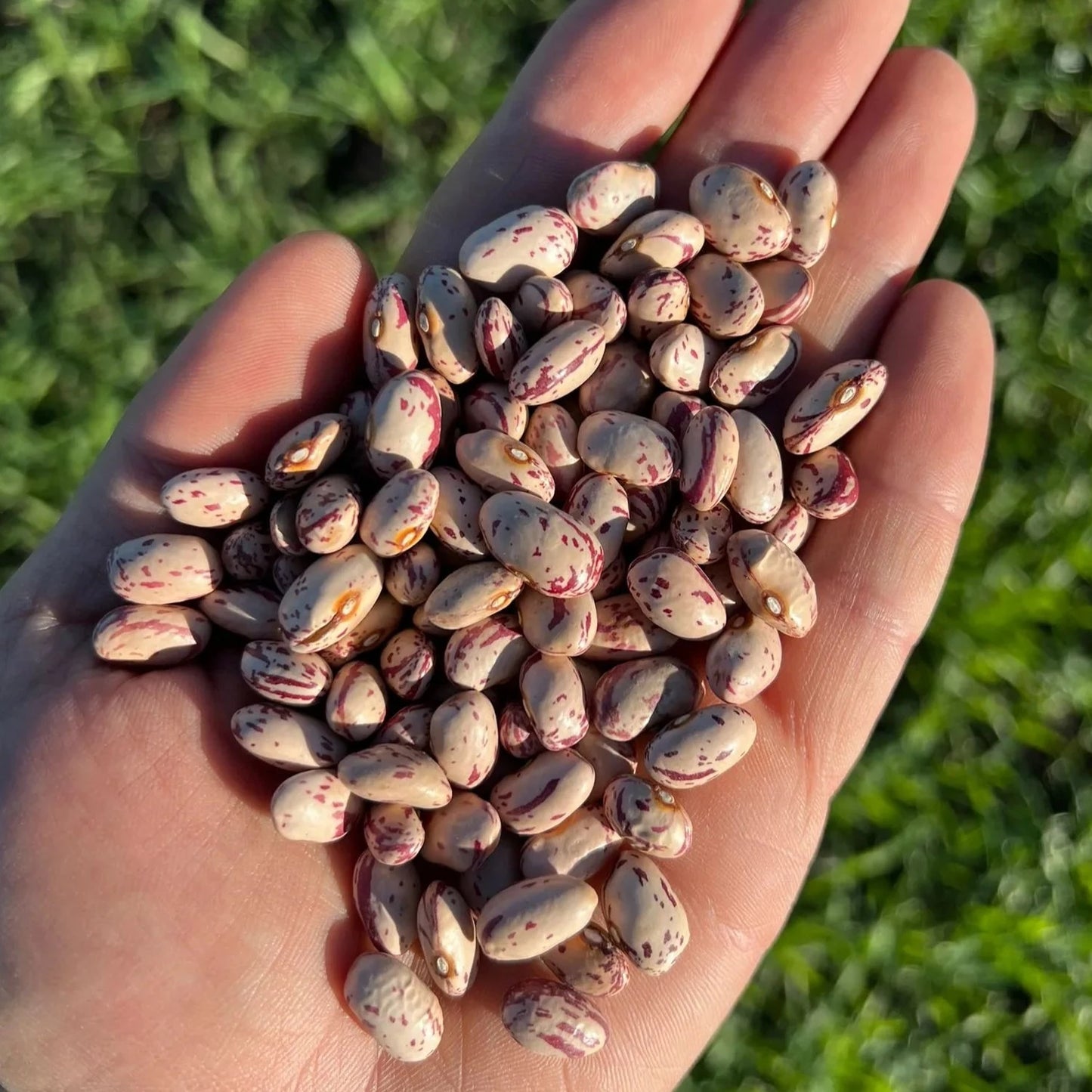 FAGIOLI BORLOTTI - Coltivati in Basilicata, Italia