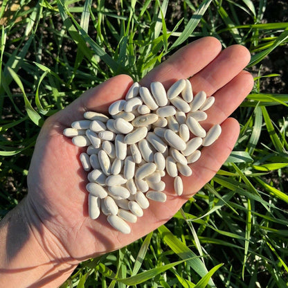 FAGIOLI CANNELLINI - Coltivati in Basilicata, Italia.