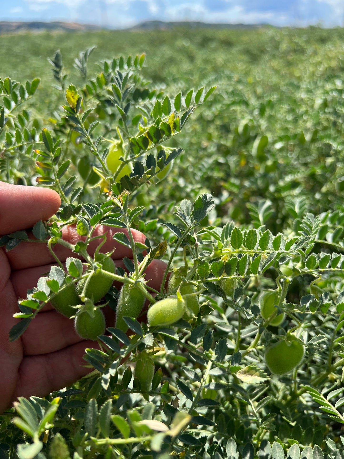CECI DECORTICATI (grandi)  - Coltivati in Basilicata, Italia - Legumi Lucani