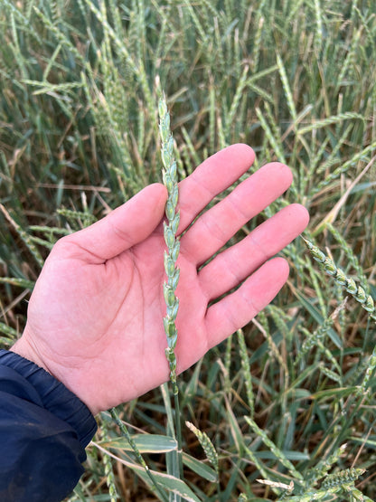 WHOLE SPELT - Grown in Basilicata, Italy