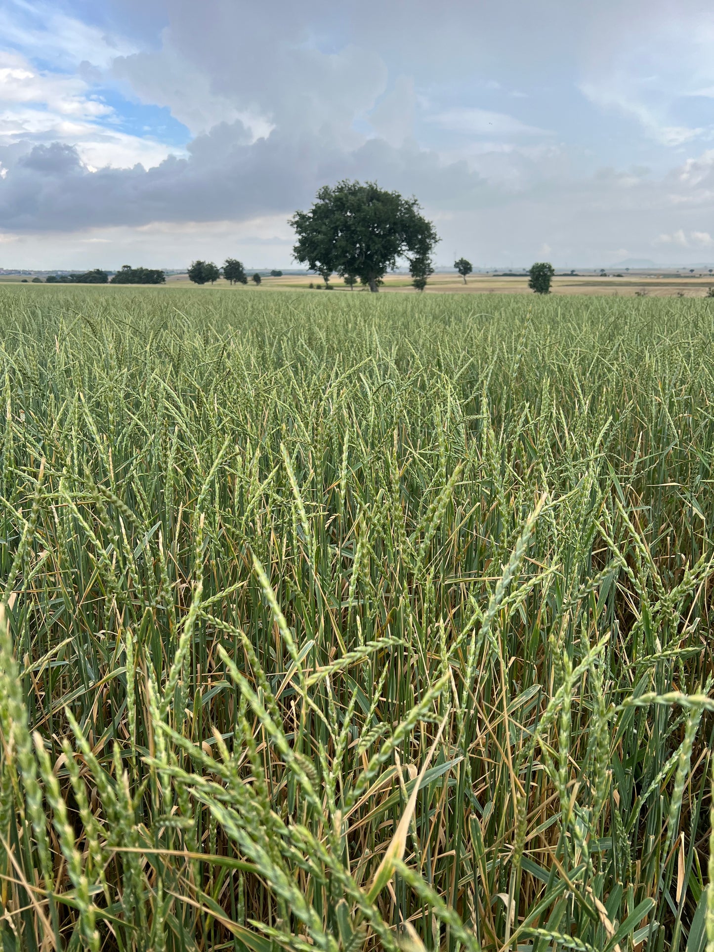 WHOLE SPELT - Grown in Basilicata, Italy