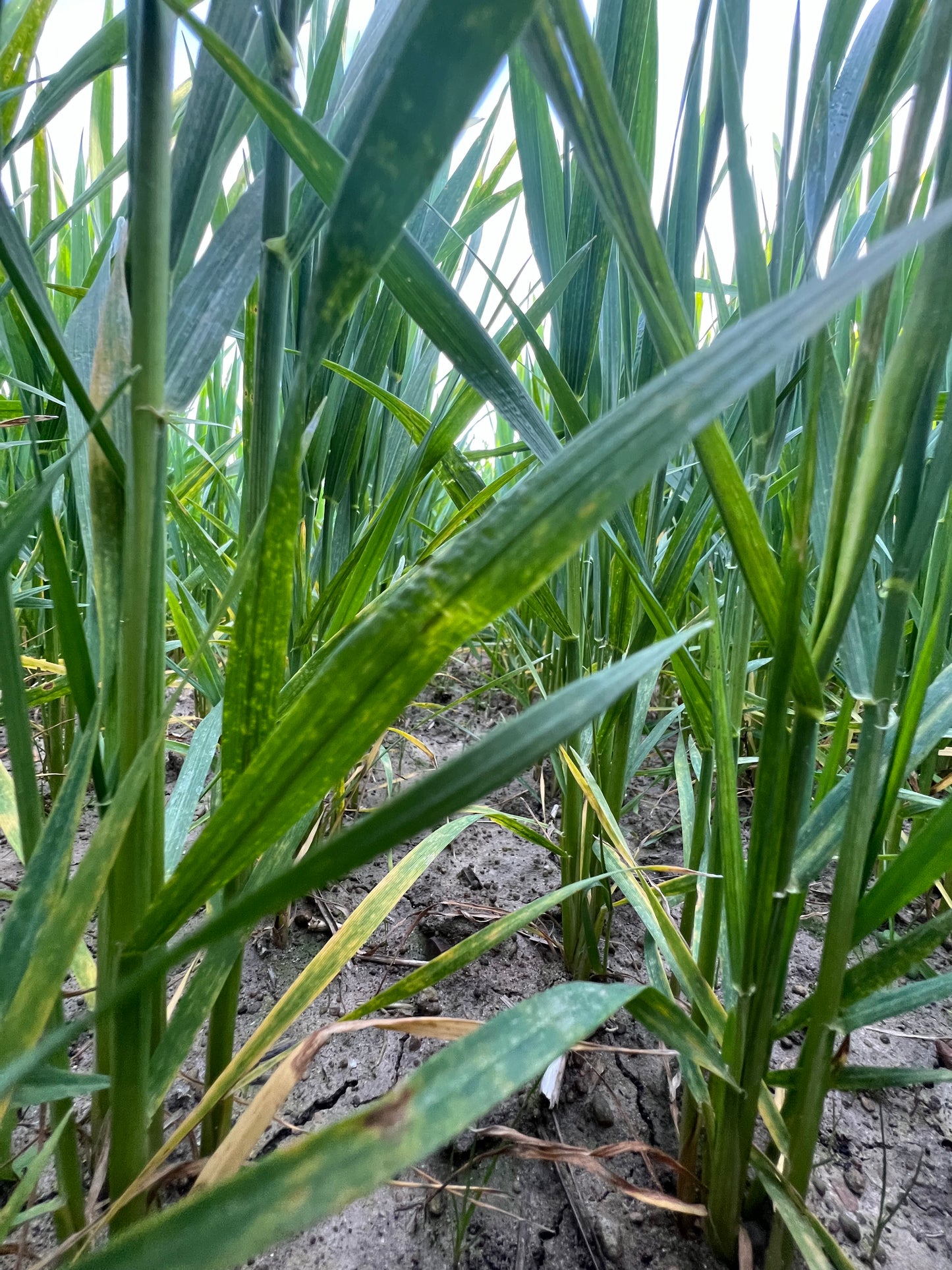 WHOLE DURUM WHEAT - Grown in Basilicata, Italy